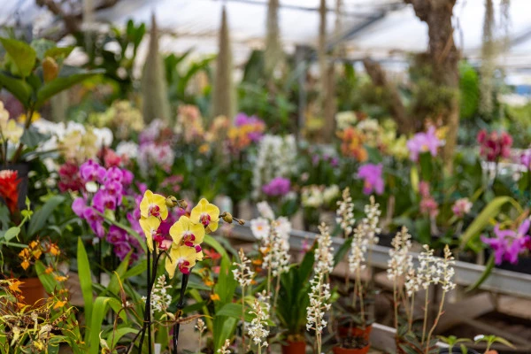 A la découverte du monde magique des orchidées - Expérience Côte d'Azur