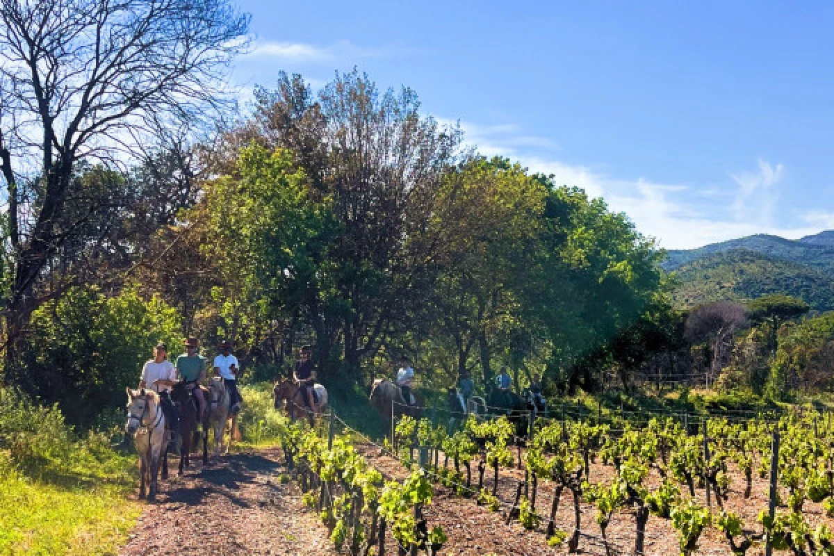 PROMO - Balade à cheval et dégustation de vins à Grimaud - Expérience Côte d'Azur