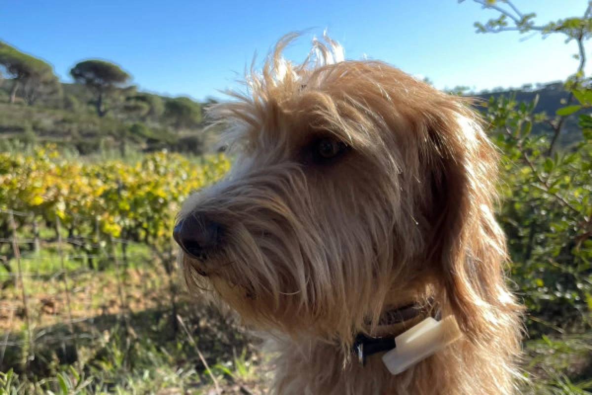 Balade dans les vignes en famille - Expérience Côte d'Azur