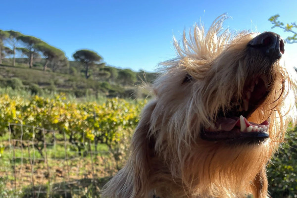 Balade dans les vignes en famille - Expérience Côte d'Azur