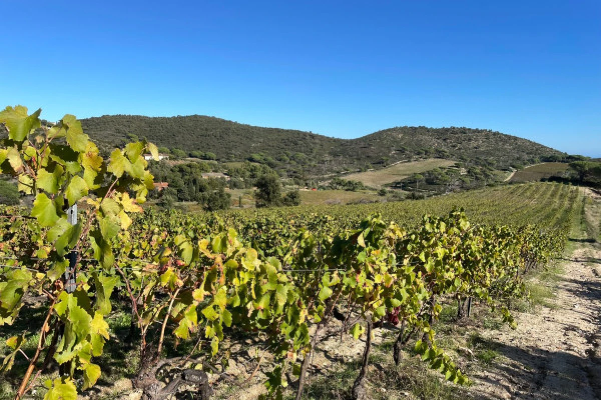 Balade dans les vignes en famille - Expérience Côte d'Azur