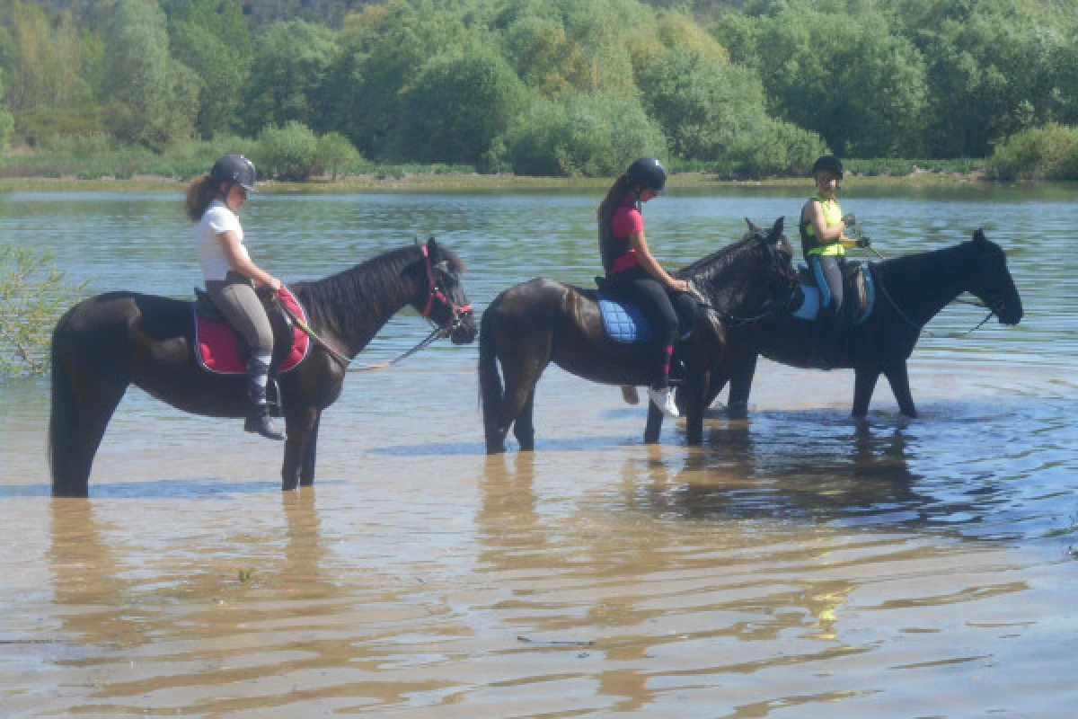 Balade demi-journée à cheval au lac St Cassien - Expérience Côte d'Azur