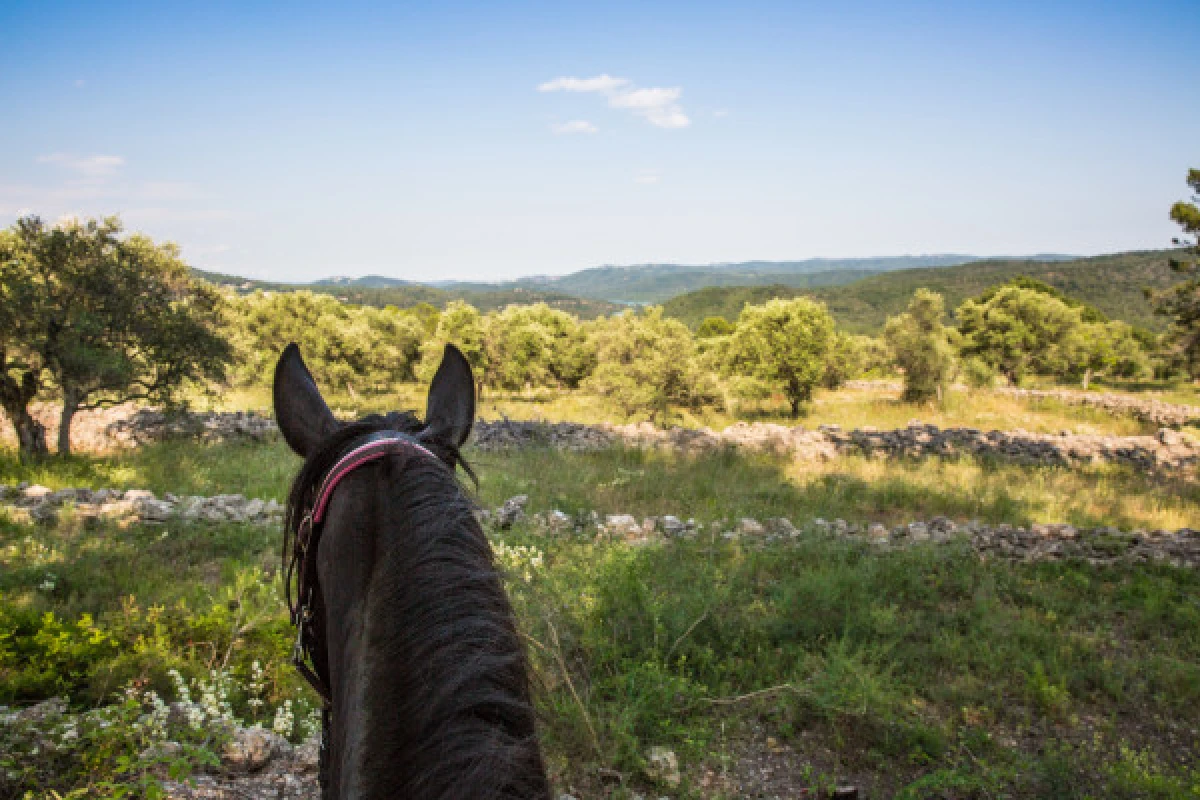 Balade à cheval - Lac de Saint-Cassien - Expérience Côte d'Azur