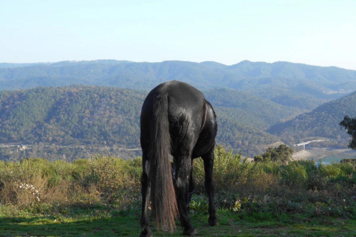 Balade à cheval - Lac de Saint-Cassien - Expérience Côte d'Azur