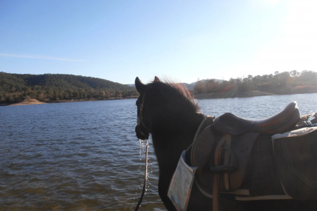 Balade à cheval - Lac de Saint-Cassien - Expérience Côte d'Azur