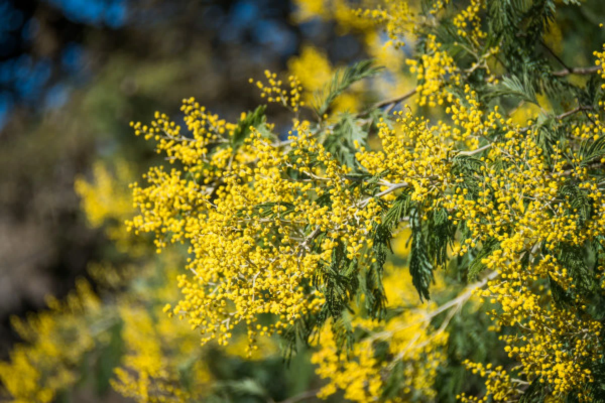 Balade naturaliste - Au coeur de l'Estérel et ses mimosas - Expérience Côte d'Azur