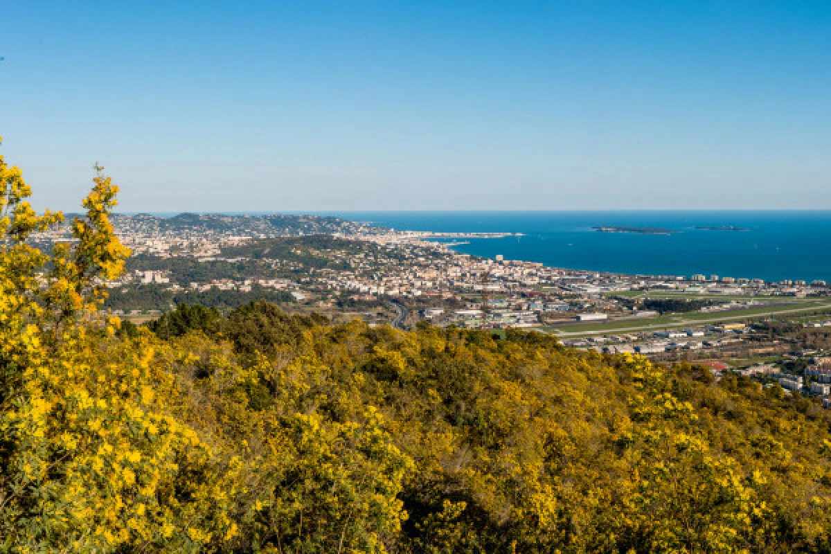 Balade avec Marjorie guide naturaliste - Tanneron et ses mimosas - Expérience Côte d'Azur