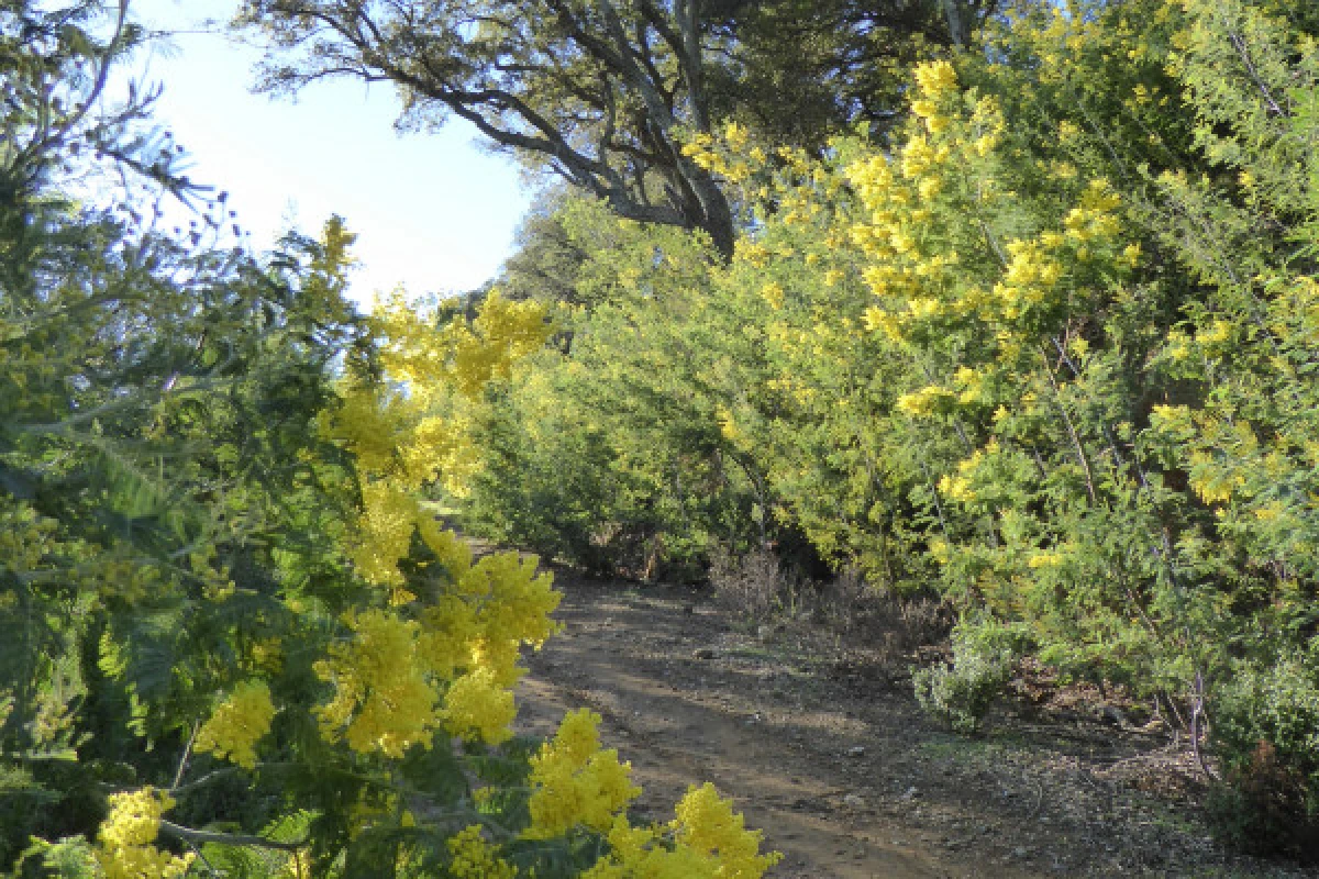 Balade avec Marjorie guide naturaliste - Tanneron et ses mimosas - Expérience Côte d'Azur