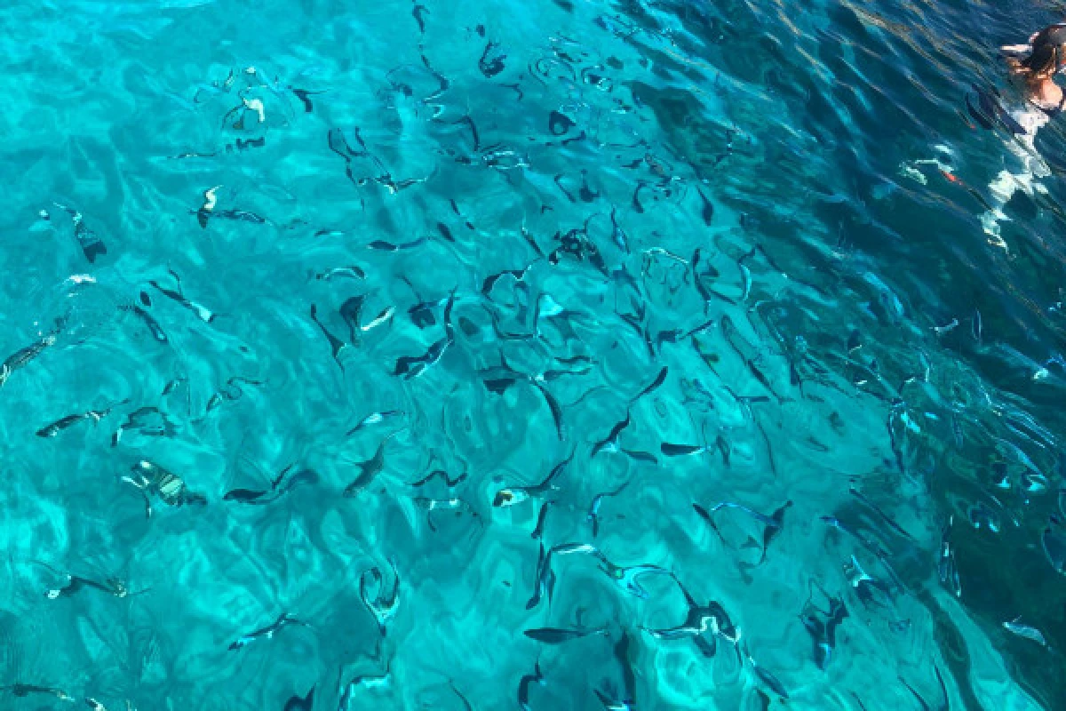 Croisière dans le Parc National des Calanques en demi-journée - Vieux Port Mairie - Expérience Côte d'Azur