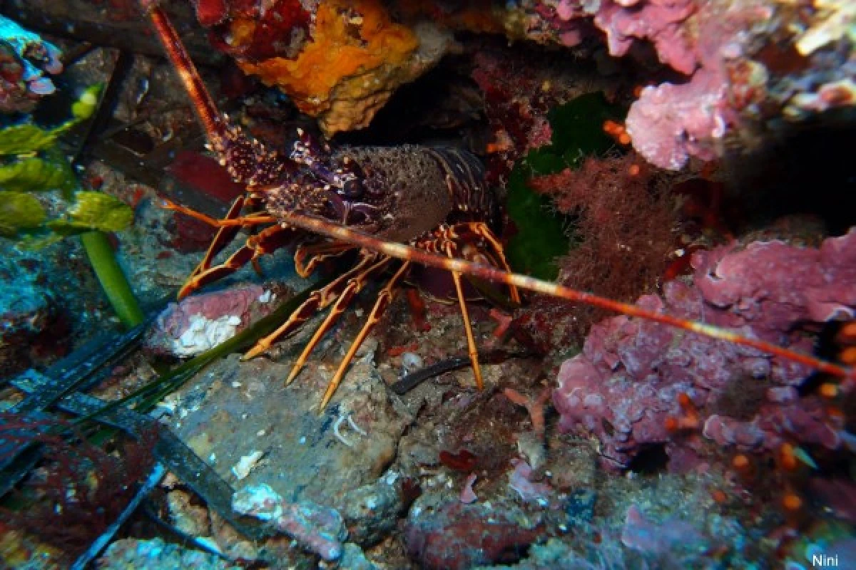 Exploration scuba diving - Les Issambres - Expérience Côte d'Azur