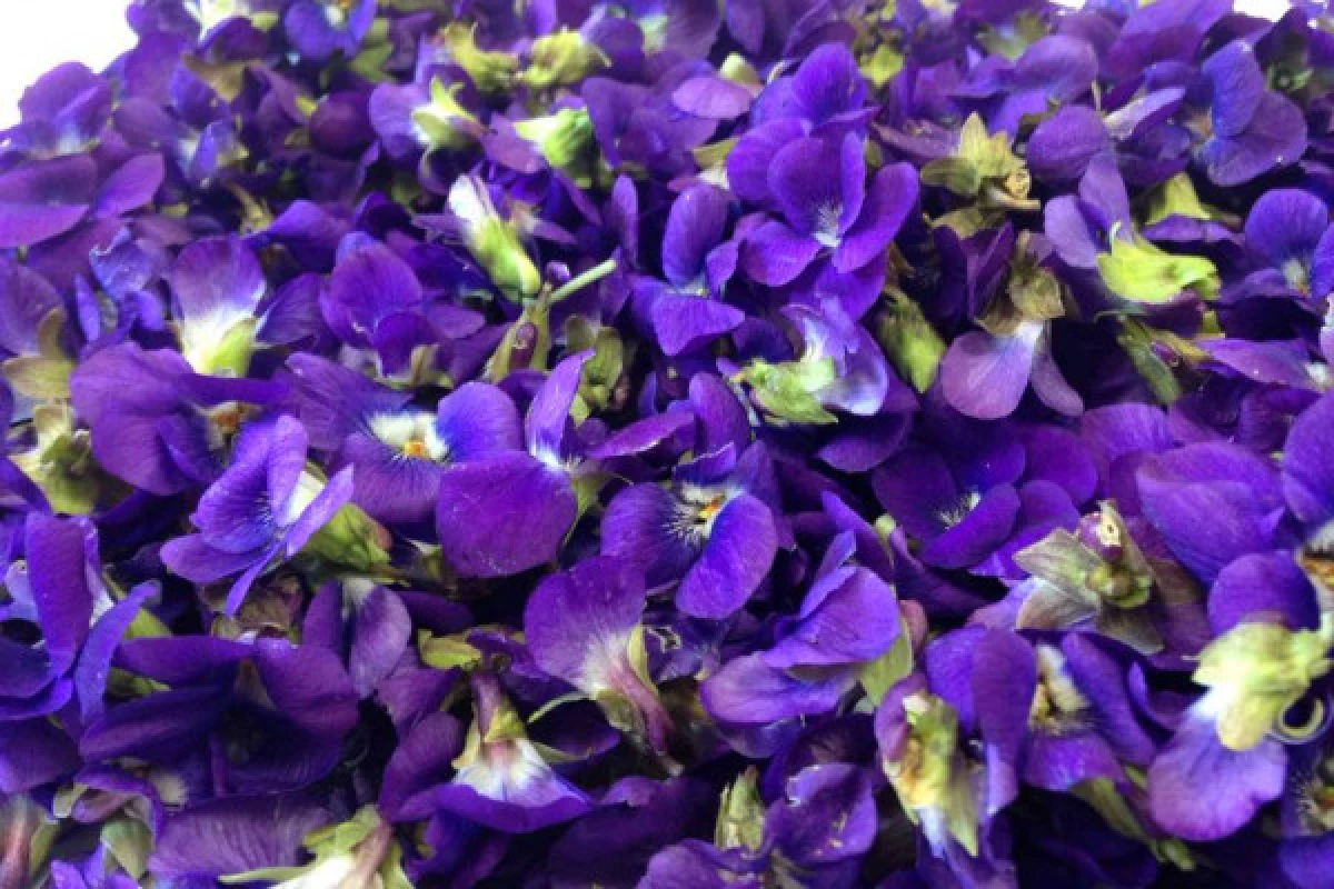 Fête de la Violette à Tourrettes sur Loup -  Excursion en autocar - Expérience Côte d'Azur