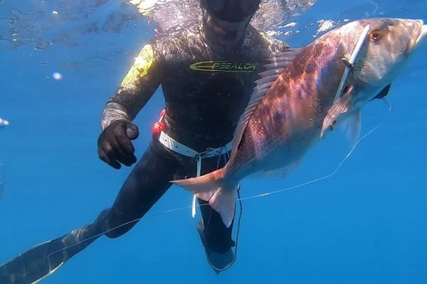 Initiation/Perfectionnement : Pêche Sous-Marine - Expérience Côte d'Azur