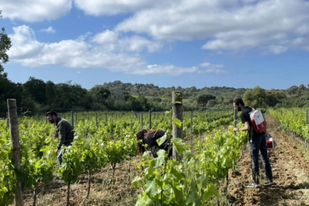 Team building : jeu de piste "Clap de vin" - Expérience Côte d'Azur