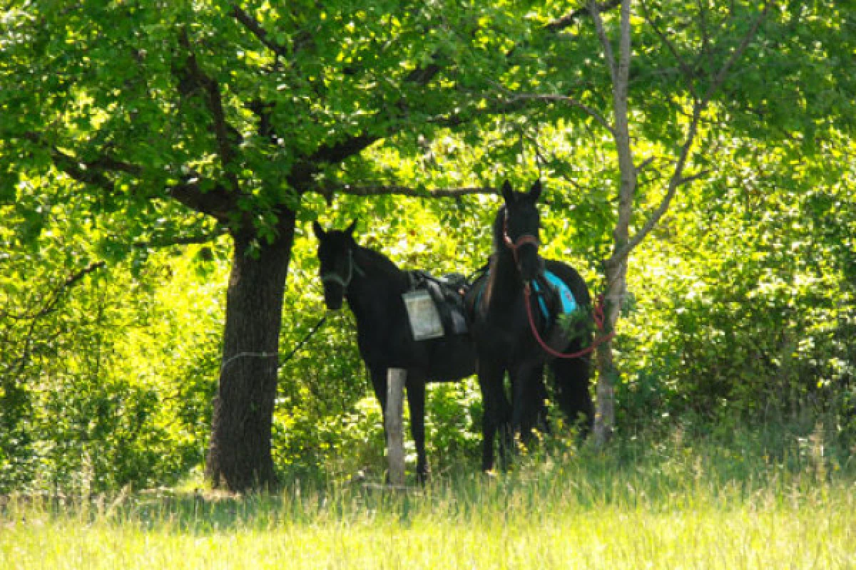 Journée détente à cheval ou poney au lac - Expérience Côte d'Azur