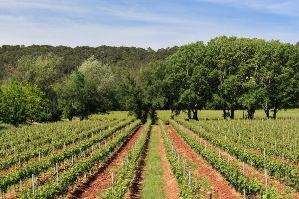 L'Esterel Côte d'Azur Wine Tour - Privé - Expérience Côte d'Azur