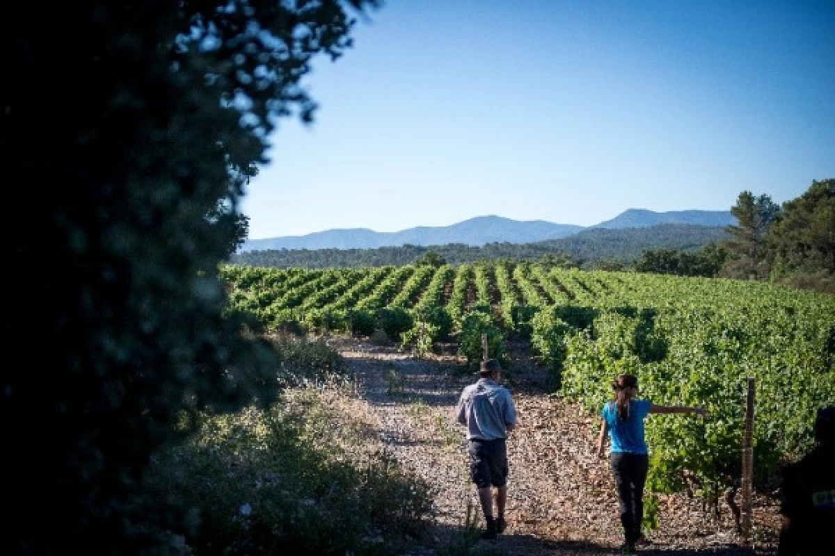 La balade biodiversité entre vigne et forêt - Expérience Côte d'Azur