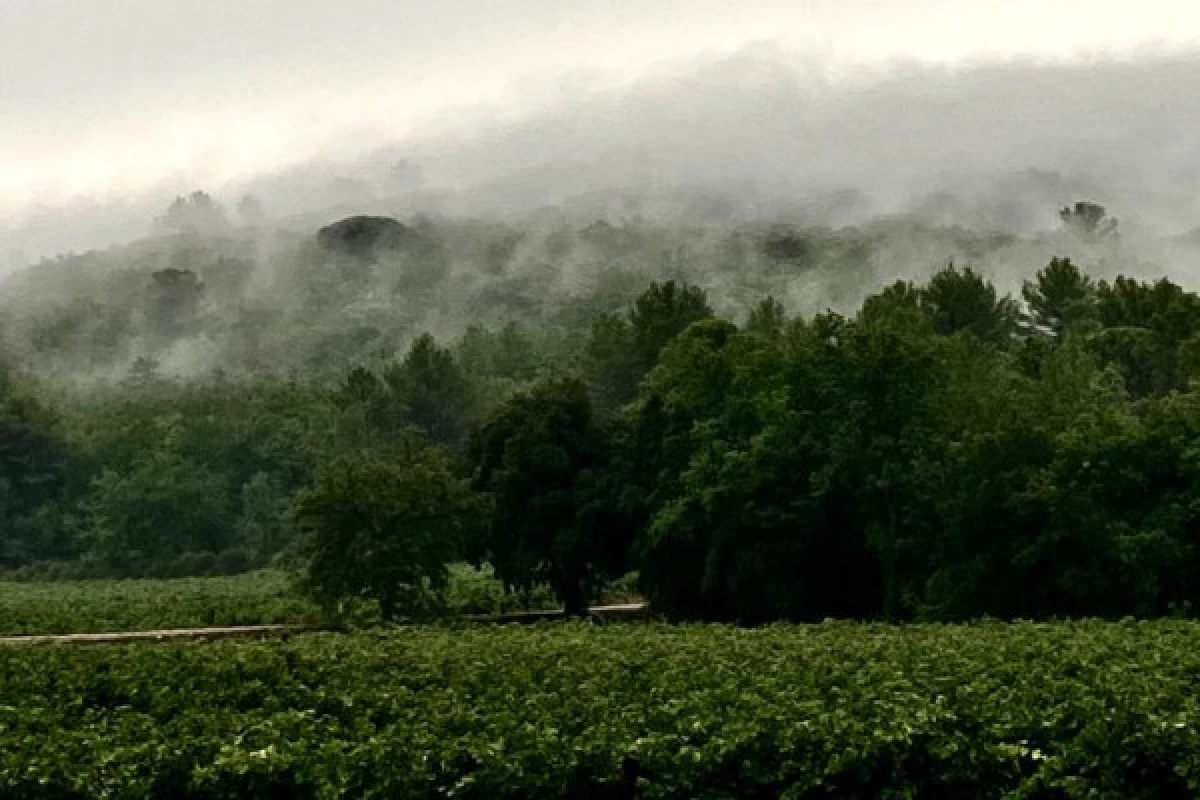 La balade biodiversité entre vigne et forêt - Expérience Côte d'Azur