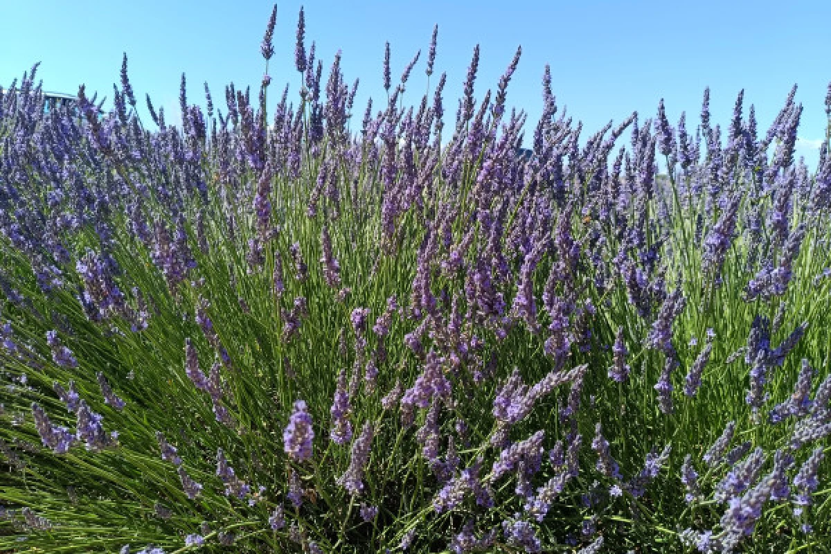 La Lavande à l'honneur au Plateau de Valensole - Expérience Côte d'Azur