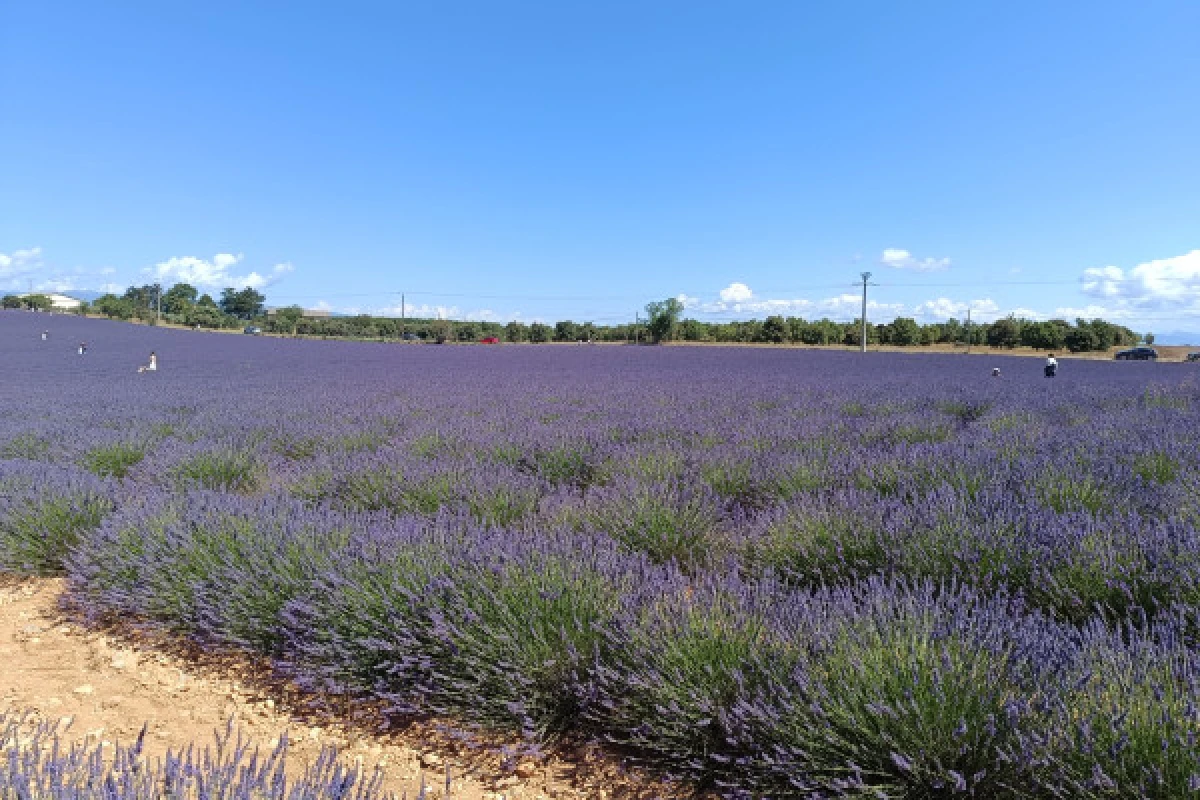 La Lavande à l'honneur au Plateau de Valensole - Expérience Côte d'Azur