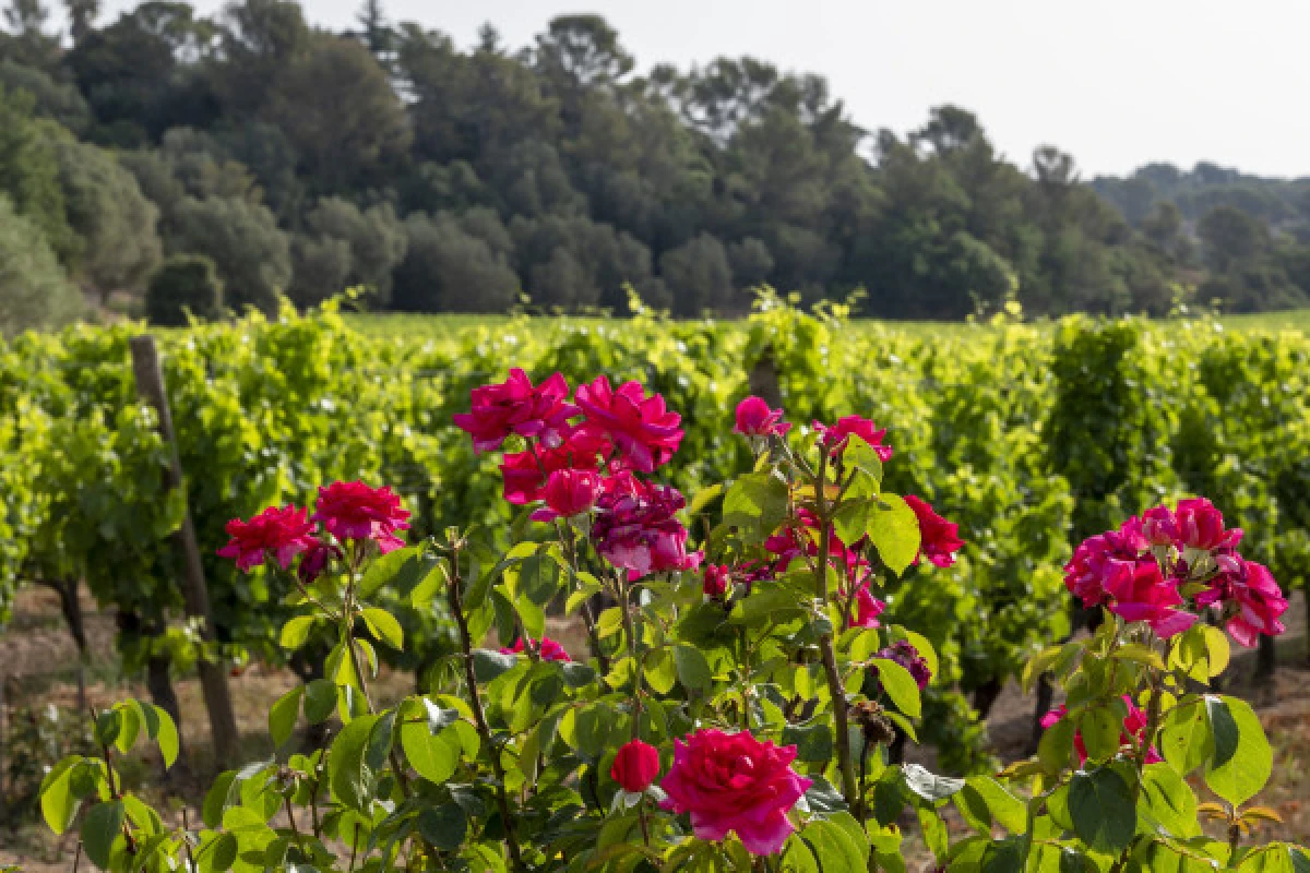 Le Clos des Roses - Visite audio du domaine et des caves - Expérience Côte d'Azur