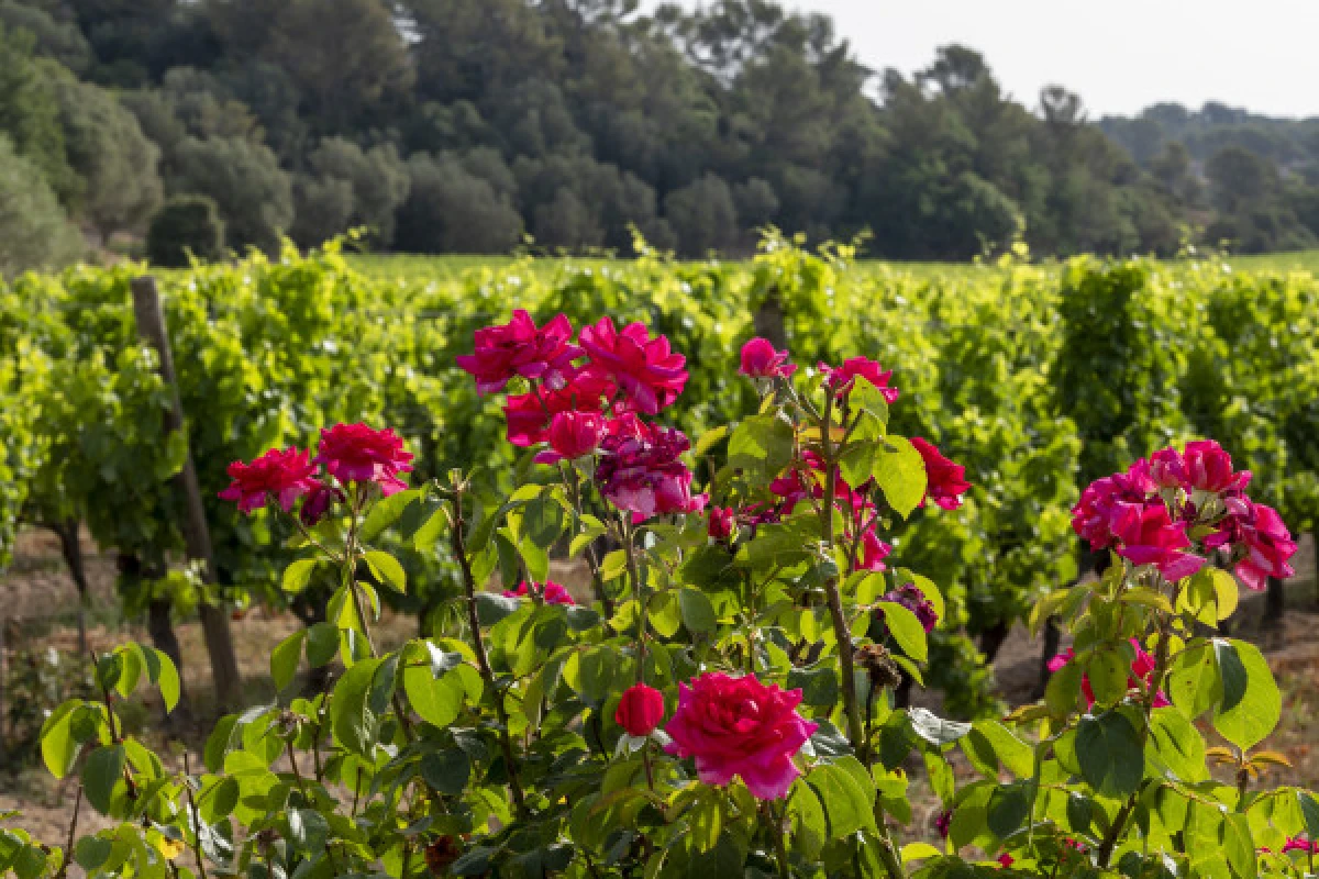 1/2 journée visite audio et pétanque au domaine du Clos des Roses - Expérience Côte d'Azur