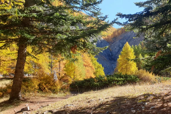 Le Brame du Cerf à Colmars les Alpes - Expérience Côte d'Azur