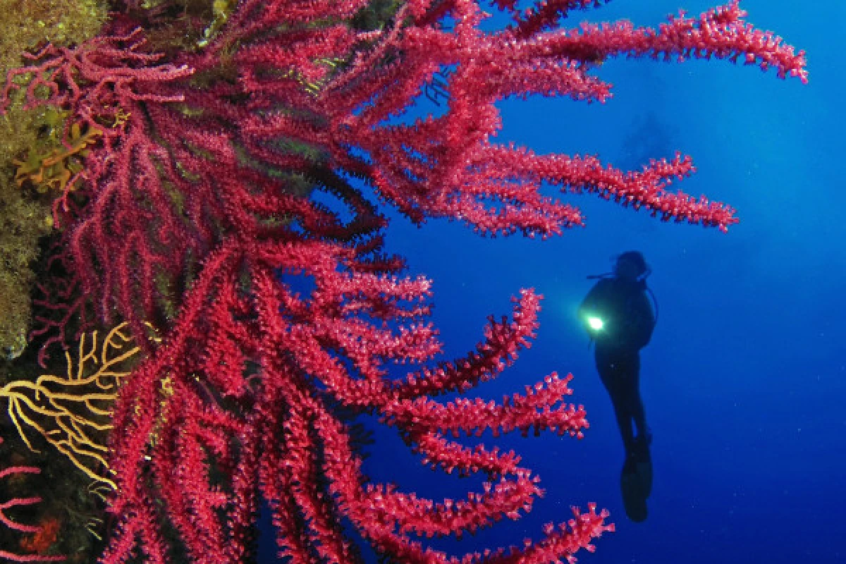 Plongée d’exploration encadrée - Expérience Côte d'Azur