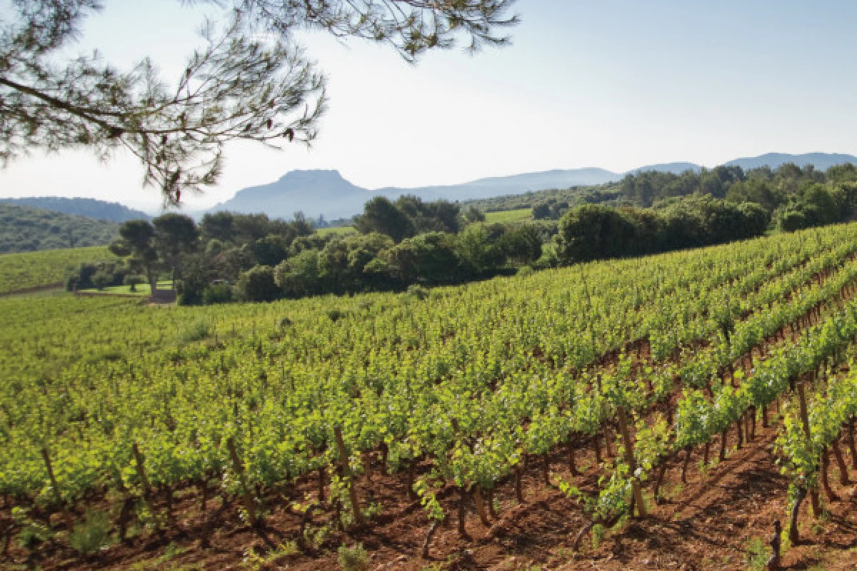 Provence Wine Tour - départ de Cannes - Expérience Côte d'Azur