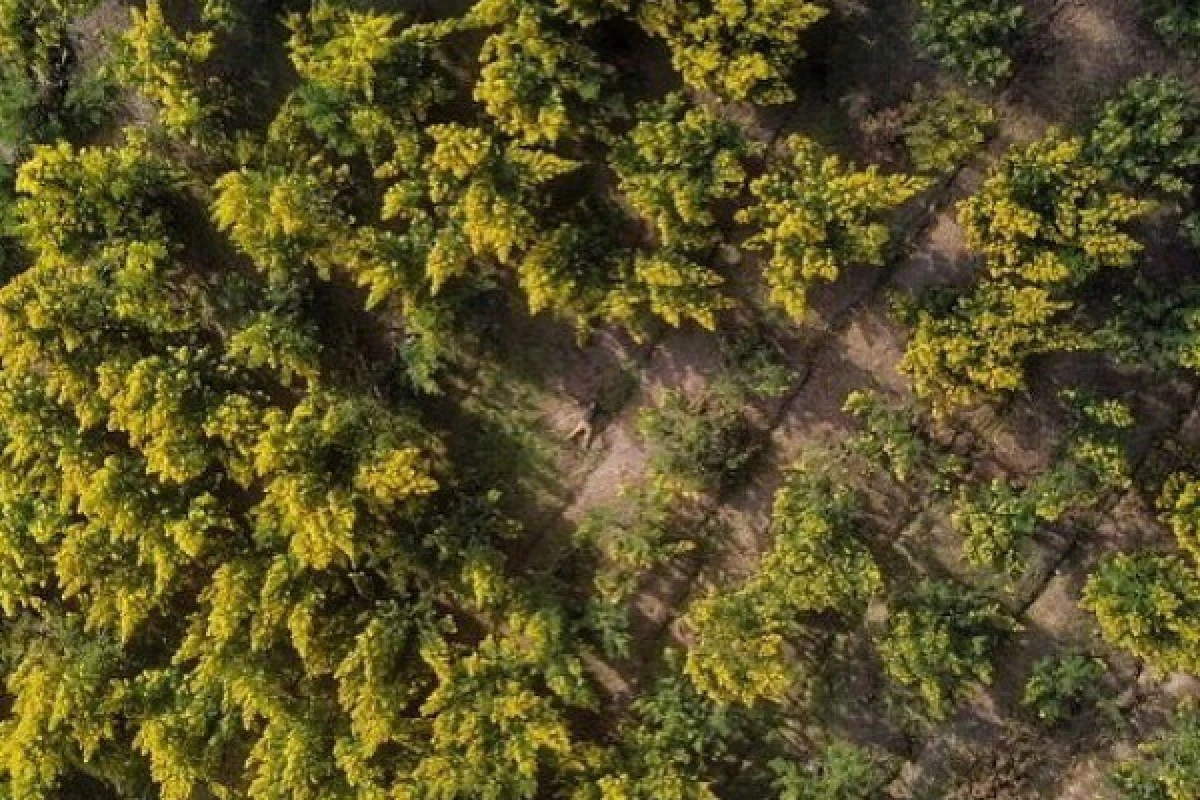 Randonnée découverte dans l'Estérel - Les Mimosas - Expérience Côte d'Azur