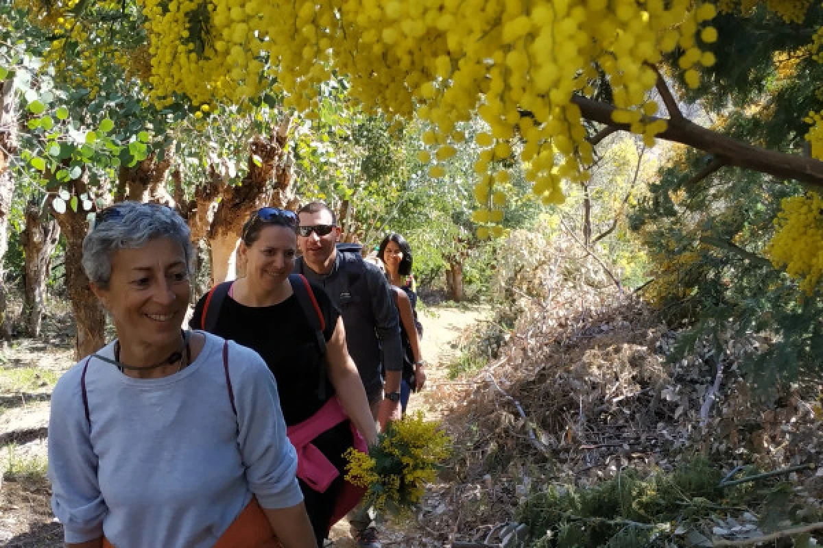 Randonnée au cœur des Mimosas à Mandelieu - La Napoule - Expérience Côte d'Azur