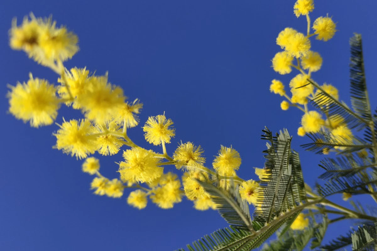 Randonnée au cœur des Mimosas à Mandelieu - La Napoule - Expérience Côte d'Azur