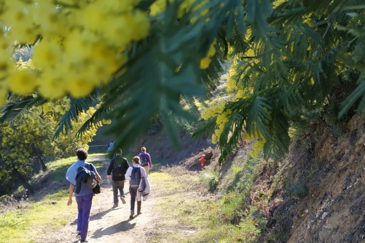 Randonnée au cœur des Mimosas à Mandelieu - La Napoule - Expérience Côte d'Azur