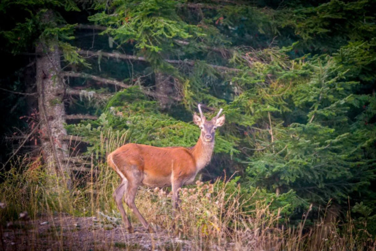 Randonnée Brame du Cerf dans l'Esterel - Expérience Côte d'Azur