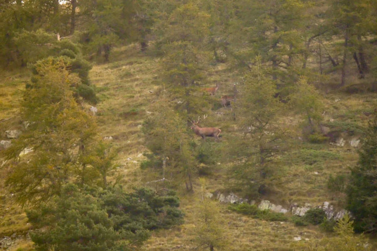 Randonnée Brame du Cerf dans l'Esterel - Expérience Côte d'Azur