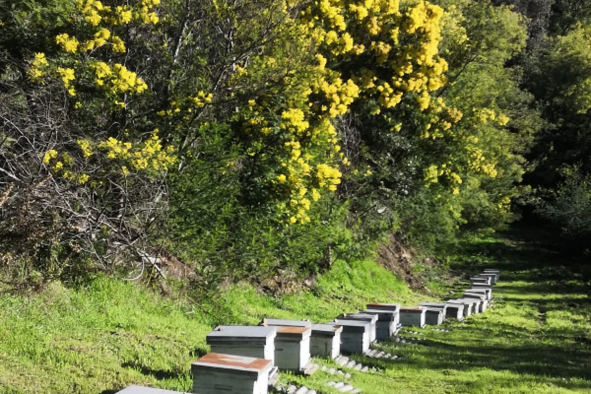 Randonnée dans la plus grande forêt de Mimosa d'Europe - Expérience Côte d'Azur