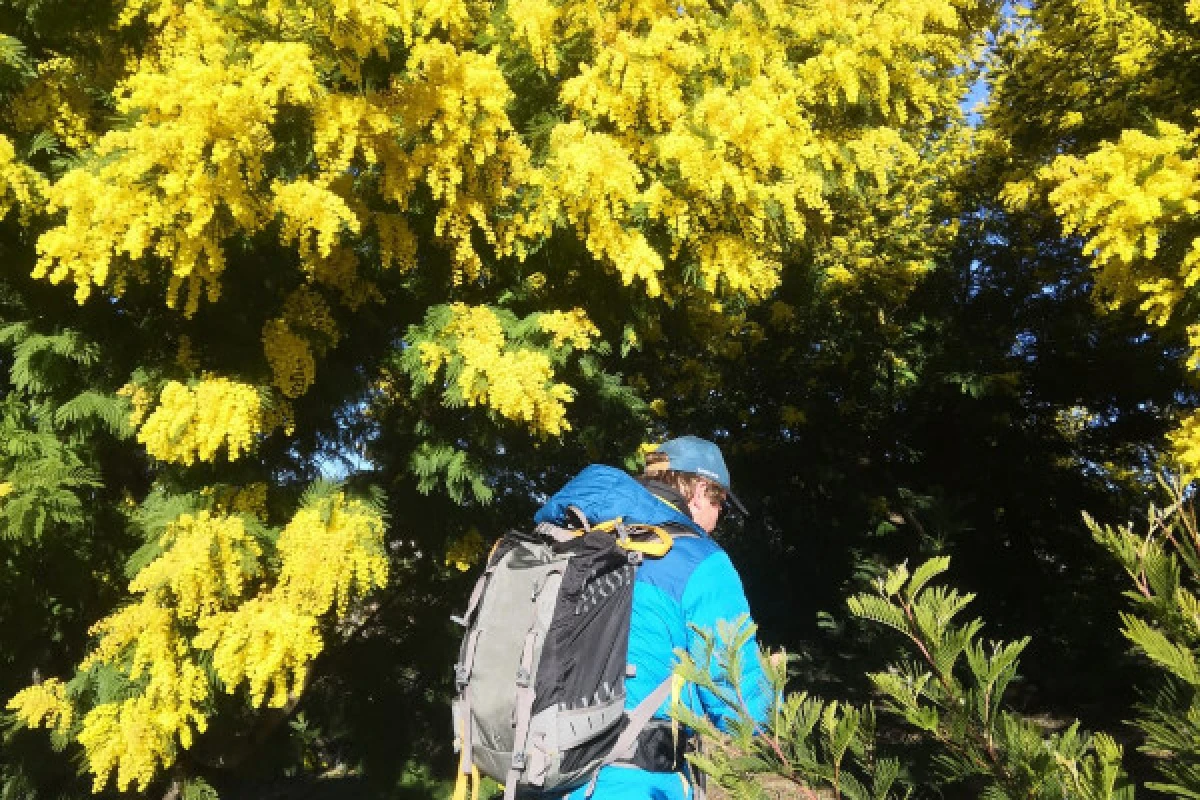 Randonnée dans la plus grande forêt de Mimosa d'Europe - Expérience Côte d'Azur