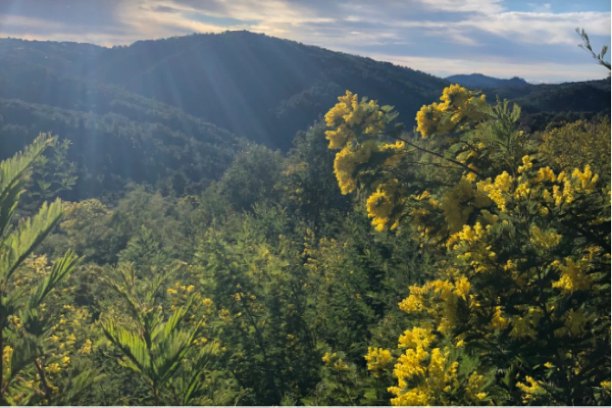 Randonnée dans la plus grande forêt de Mimosa d'Europe - Expérience Côte d'Azur