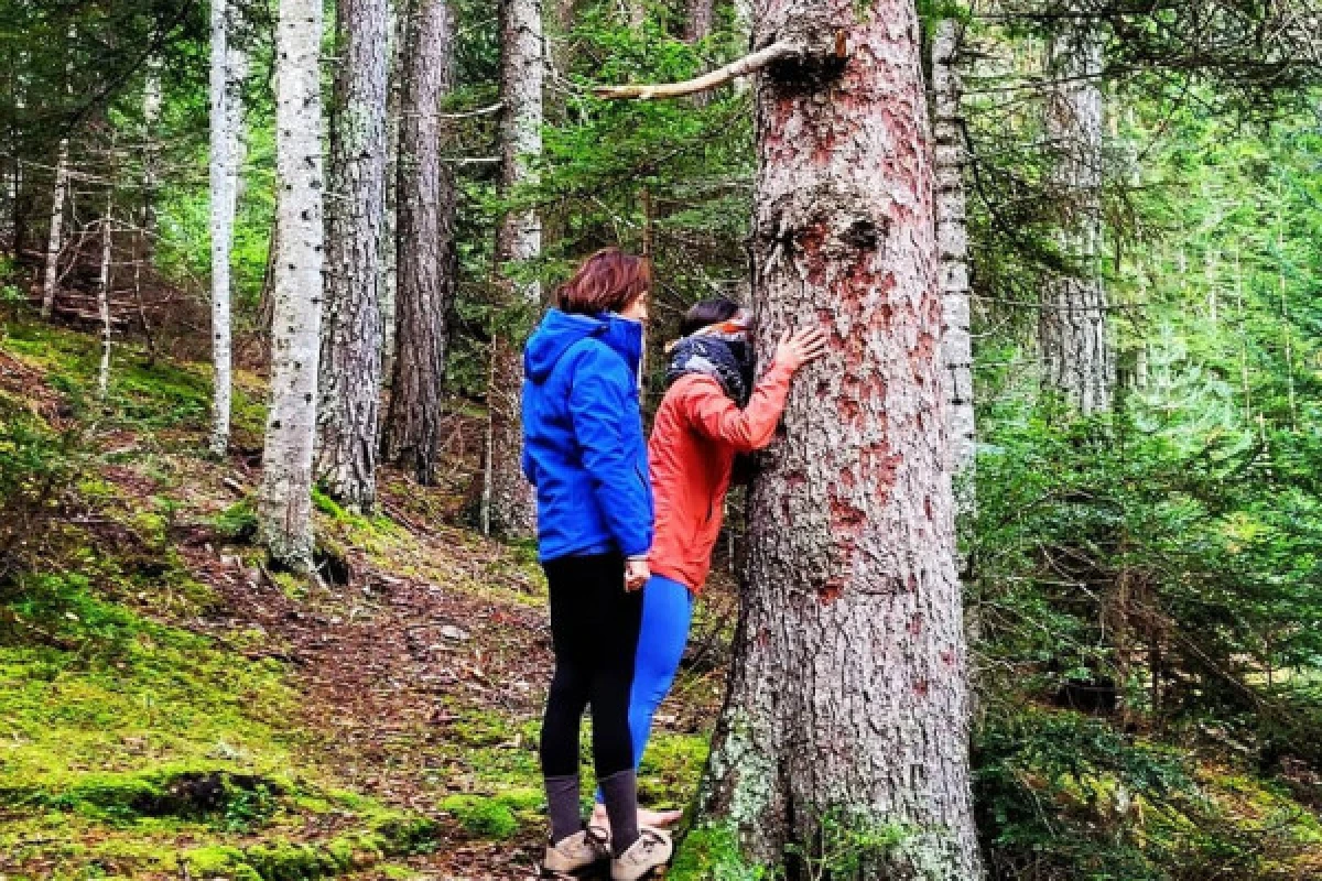 S'apaiser en se reliant à la Nature - BAIN DE FORET - Expérience Côte d'Azur