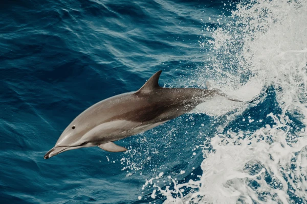 St Raphael: A la Rencontre des dauphins - Expérience Côte d'Azur