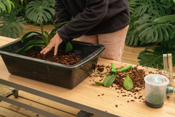 Stage autour des plantes - Orchidées - Expérience Côte d'Azur