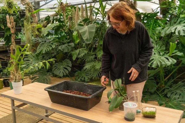 Stage autour des plantes - Orchidées - Expérience Côte d'Azur