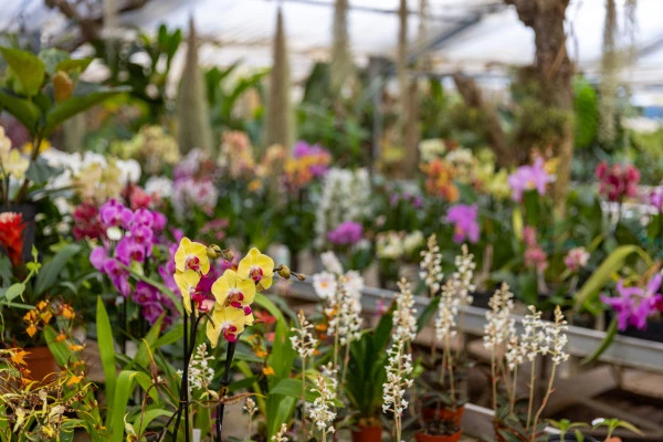 Stage autour des plantes - Orchidées - Expérience Côte d'Azur