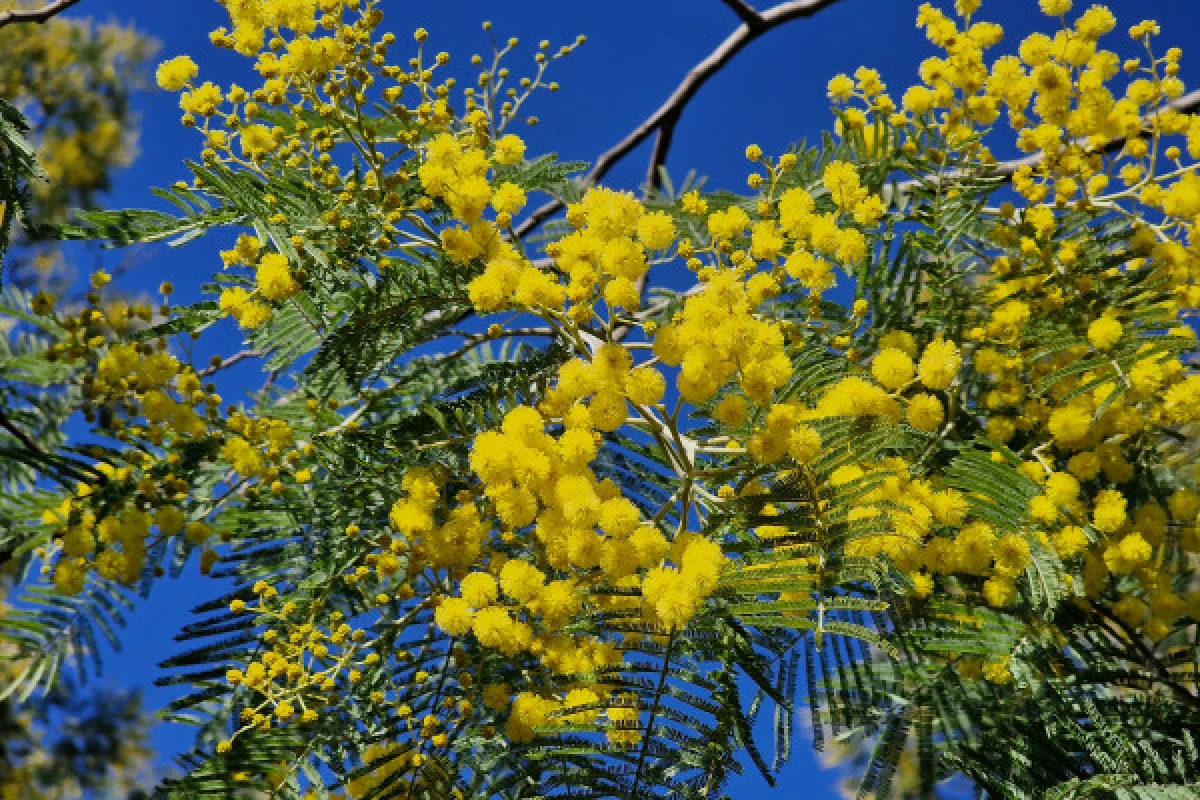 Randonnée forêt de Mimosa - Vallon de la gaillarde à Roquebrune sur Argens - Expérience Côte d'Azur