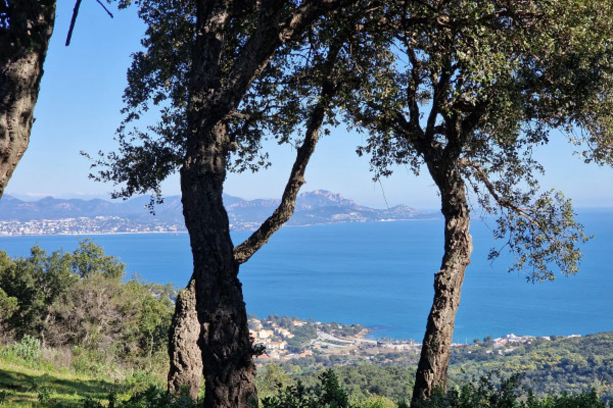 Randonnée forêt de Mimosa - Vallon de la gaillarde à Roquebrune sur Argens - Expérience Côte d'Azur