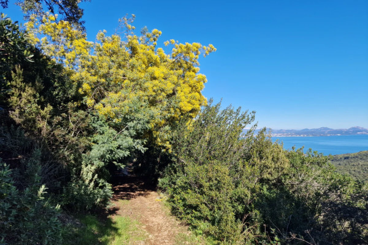 Randonnée forêt de Mimosa - Vallon de la gaillarde à Roquebrune sur Argens - Expérience Côte d'Azur