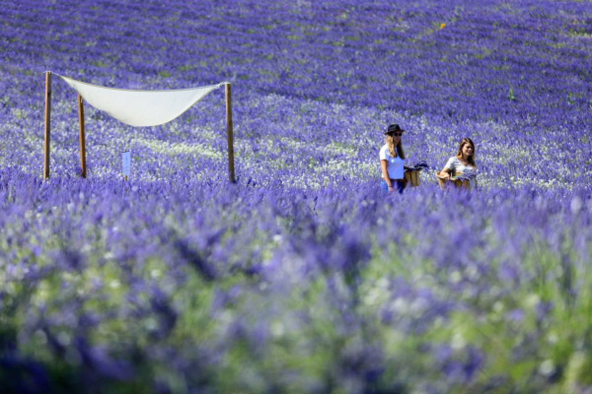 Visite d'un champ de Lavande Aix en Provence - Expérience Côte d'Azur