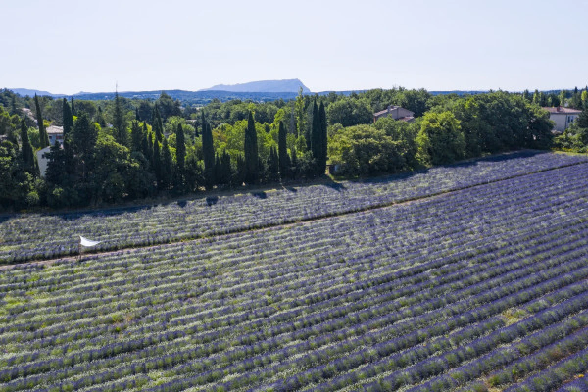 Visite d'un champ de Lavande Aix en Provence - Expérience Côte d'Azur