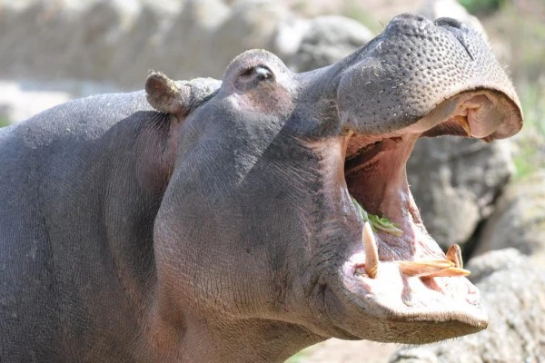 ZOO FREJUS - Expérience Côte d'Azur